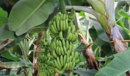 大香蕉国产在线观看,揭秘热门影视资源背后的故事