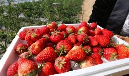 草莓国产在线,品味本土鲜甜，共筑绿色食尚