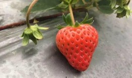 草莓国产在线,品味本土鲜甜，共筑绿色食尚