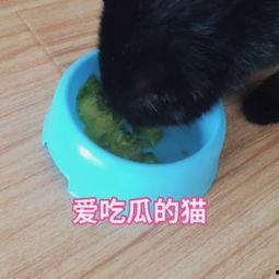 娱乐吃瓜猫咪视频